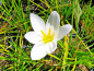 Preview: weiße Amaryllis - Zephyranthes candida